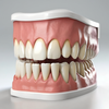 人類牙齒模型